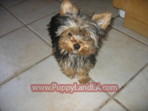 teacup yorkie